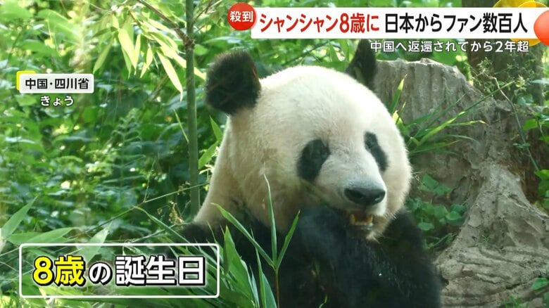 【殺到】中国返還から2年…パンダ「シャンシャン」8歳の誕生日に日本からファン数百人　2026年の返還期限、日本パンダ「ゼロ」の可能性は？｜FNNプライムオンライン