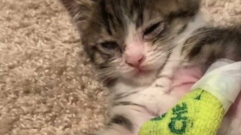 道端でおびえる子猫は「左手の骨がむき出しだった」手術を乗り越えた“3本足の看板猫”の生きる道｜FNNプライムオンライン