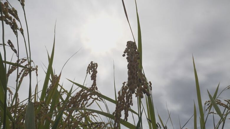 関東甲信地方の9月上旬の「日照時間が最小、降水量が最多」　東京、神奈川、埼玉、千葉、茨城、群馬、栃木、長野、山梨での日照時間は平年の3割以下、降水量は平年の5倍以上の所も　今後10日間程度は続く見込み｜FNNプライムオンライン