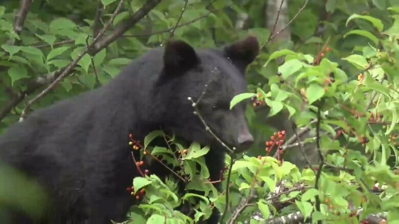 「一度人と接触したクマは極めて危険」岩手・紫波町の事例から専門家が警鐘　山菜採り時の遭遇対策｜FNNプライムオンライン