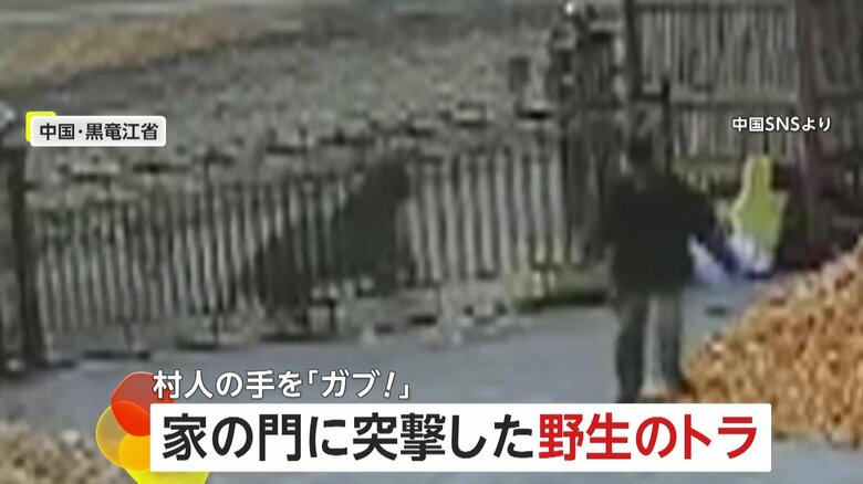 「トラが来たぞ！」野生のトラが農家の門に突進…「見に行ってみよう」挑発した男性に報復…間一髪で逃走　中国　　｜FNNプライムオンライン