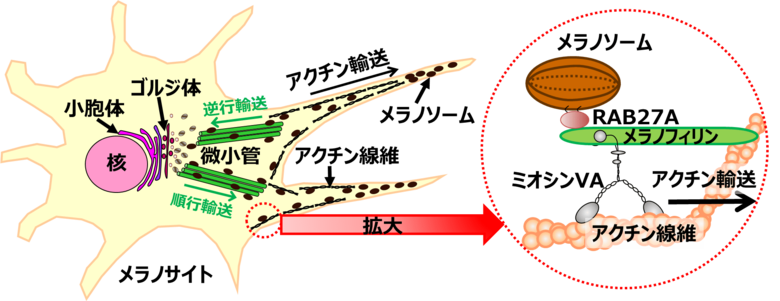 【研究報告】フラボノイド「ラムナジン」によるメラノソーム輸送阻害効果を発見!美白効果が期待