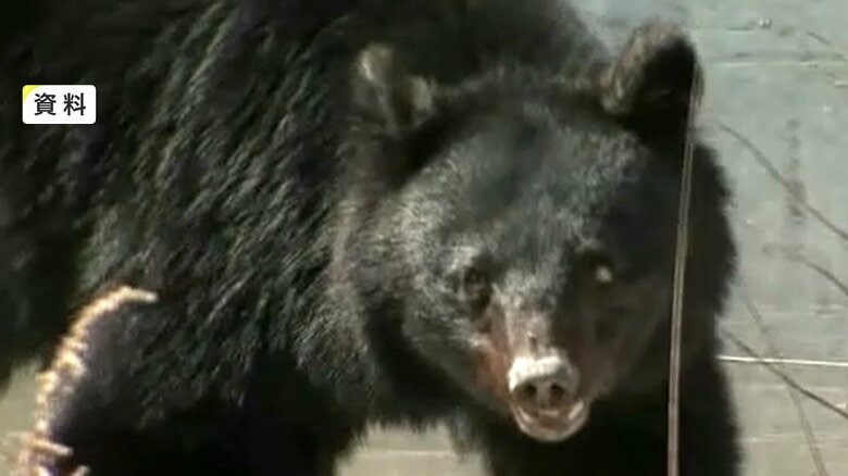 岩手県「ツキノワグマの出没に関する注意報」発表　7年連続　県内で連日クマの目撃情報｜FNNプライムオンライン