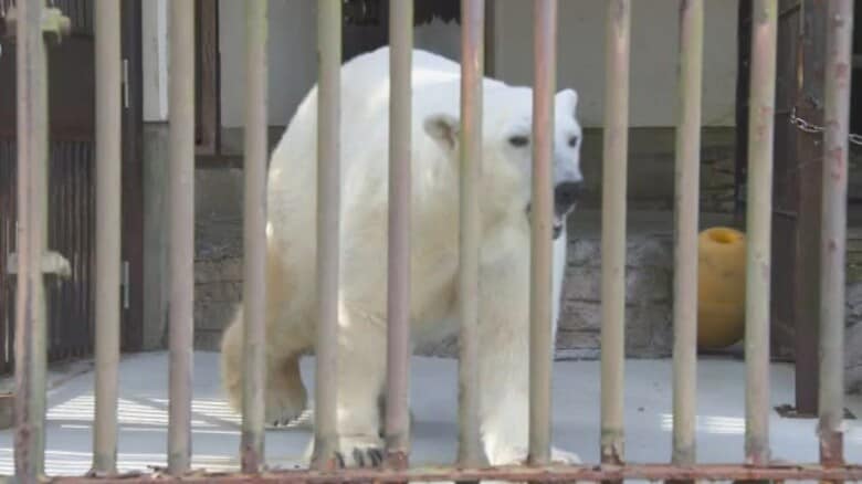白クマ「ピース」のてんかん抑制か“オメガ３脂肪酸”で発症せず　とべ動物園が東大と研究予定 【愛媛】｜FNNプライムオンライン
