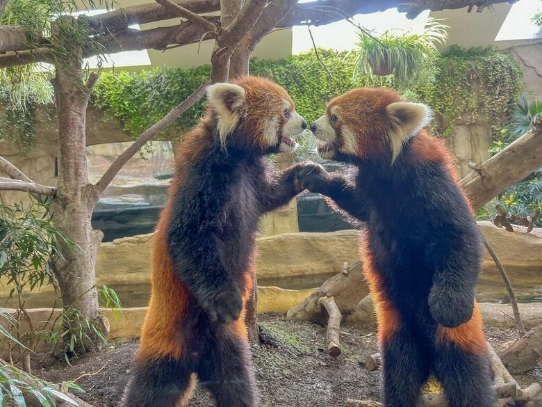 レッサーパンダの双子の兄弟(左:大事 右:大福)提供:那須どうぶつ王国