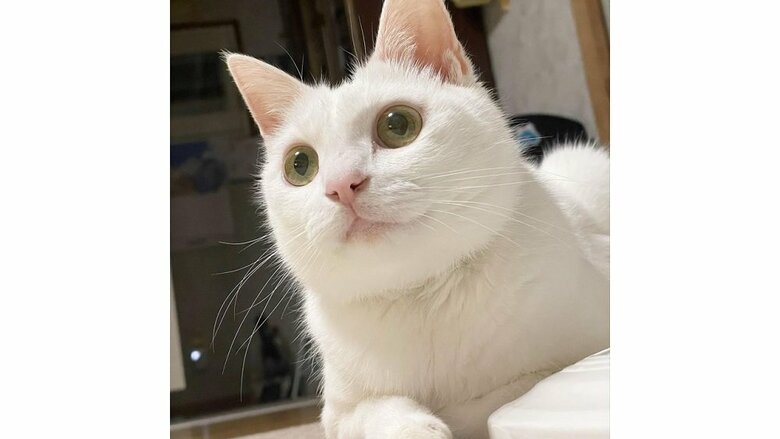 リリーちゃん