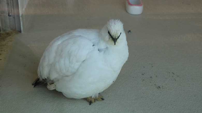 換羽期を終えた冬のスバールバルライチョウ 「(公財)東京動物園協会提供」
