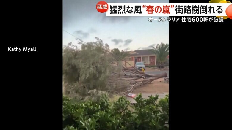 なぎ倒される街路樹