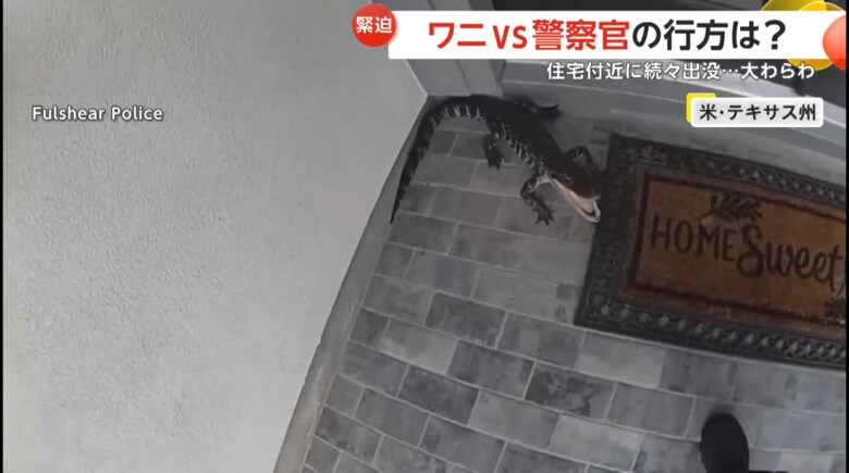 住宅の前に威嚇をしてくる小さめのワニ(Fulshear Police)