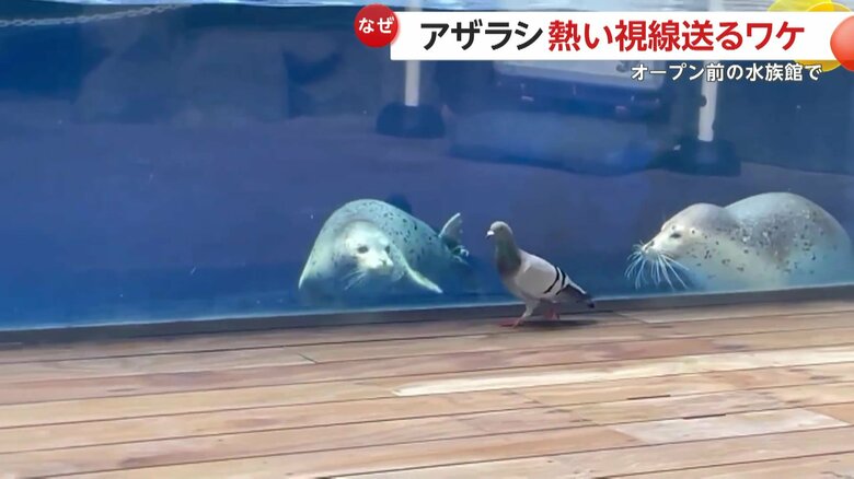2匹のアザラシは、滅多に来ない来客に興奮していたのではないかという