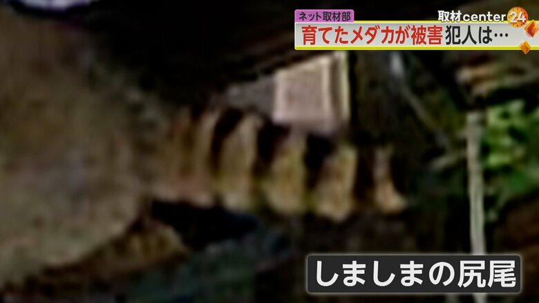 防犯カメラに映ったアライグマのしましまの尻尾