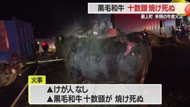 やけどをし痛々しいウシ。救出されたウシもいたが、飼育されていた黒毛和牛10数頭が焼け死んだ