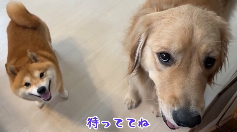提供：豆柴うに&ゴールデンレトリバーおからさん