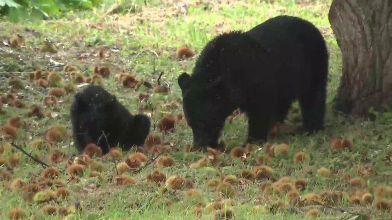 クリを食べる親子グマ