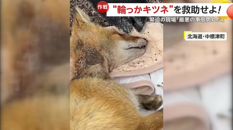 キツネの首元に残る痛々しい跡（提供：中標津町ぷろてくと）