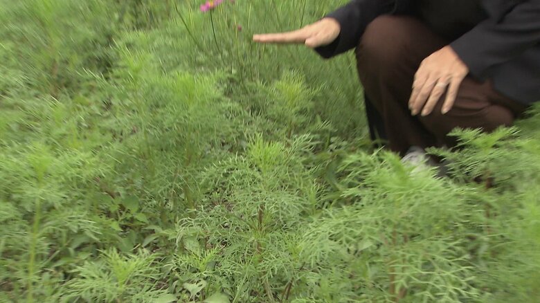 雨が降らずに生育が遅れている