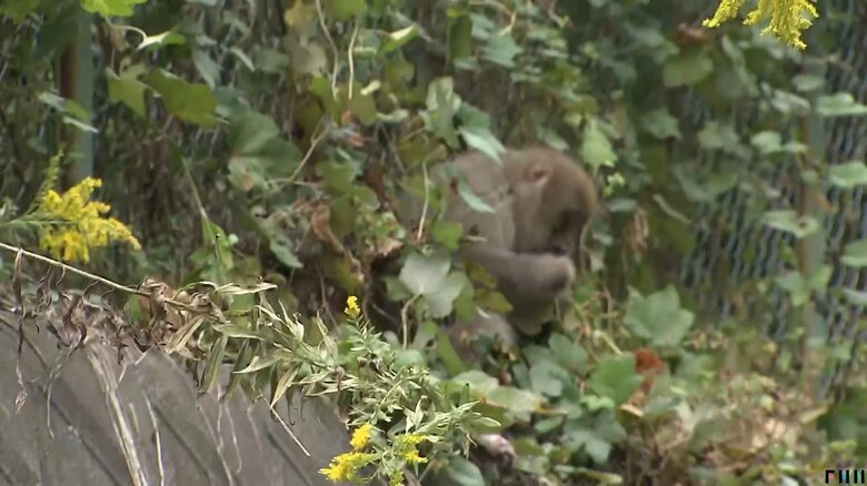 神奈川・茅ヶ崎市で目撃された左手がないサル
