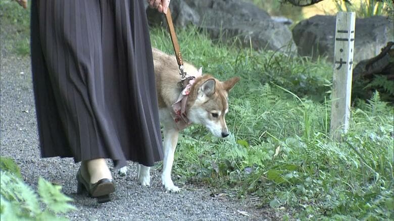 愛子さまと歩く愛犬「由莉」（2021年）