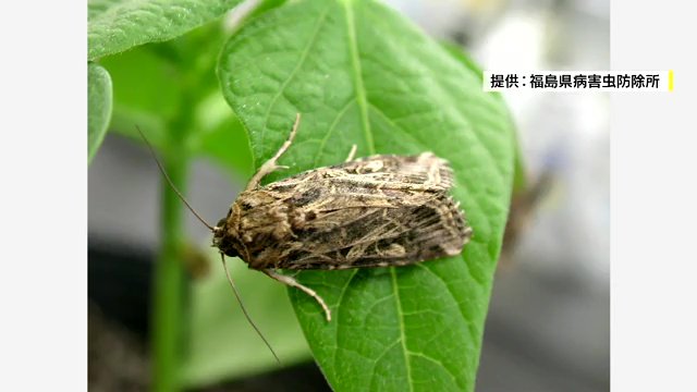 成虫になると一度に数百個の卵を産む