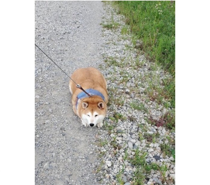 提供：柴犬ななさん