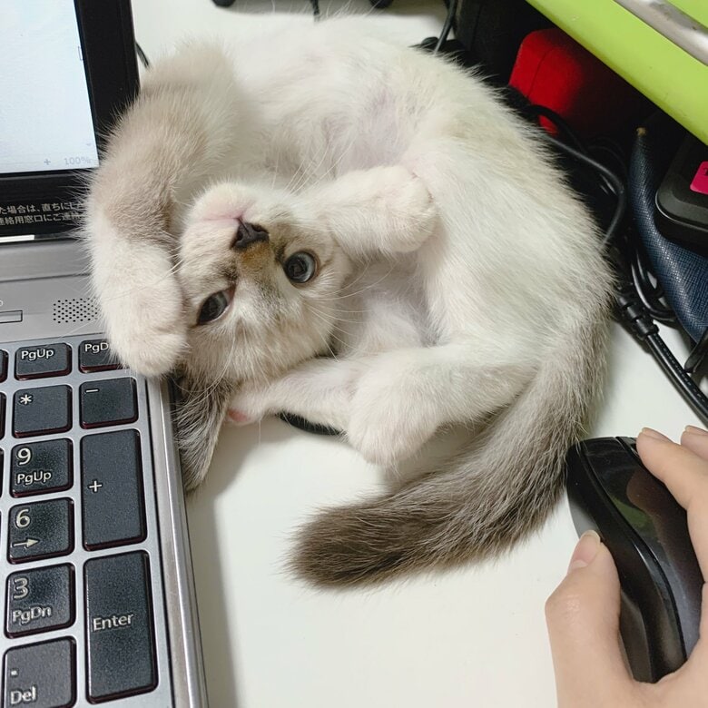 遊んでアピールもする