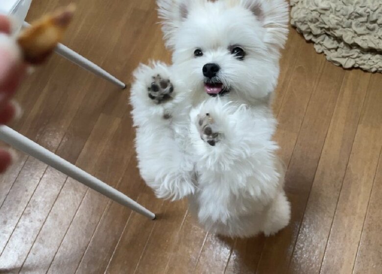 おやつほしい！