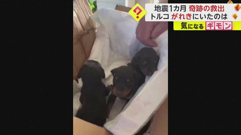 病院に運ばれた3匹の子犬