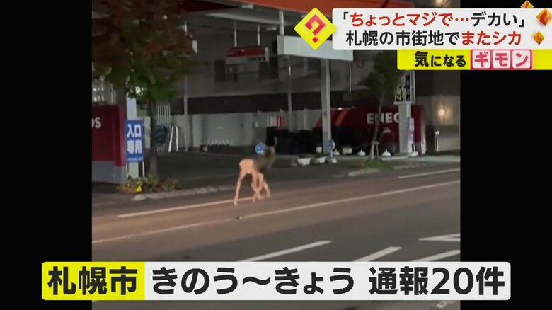 19日から20日までの間で、シカ出没の通報が20件あった札幌市中央区