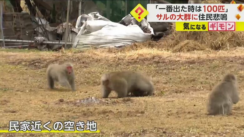 民家近くの空き地に現れたサル
