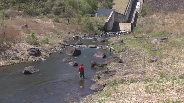 上流部にも様々な水生生物が生息
