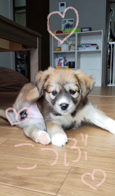 提供：kurumi-chiharuさん