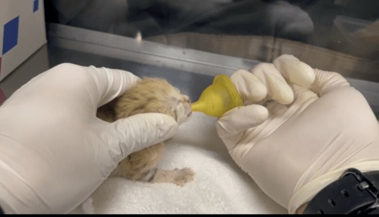 スナネコの赤ちゃん　撮影日2022年２月７日（画像提供：那須どうぶつ王国）