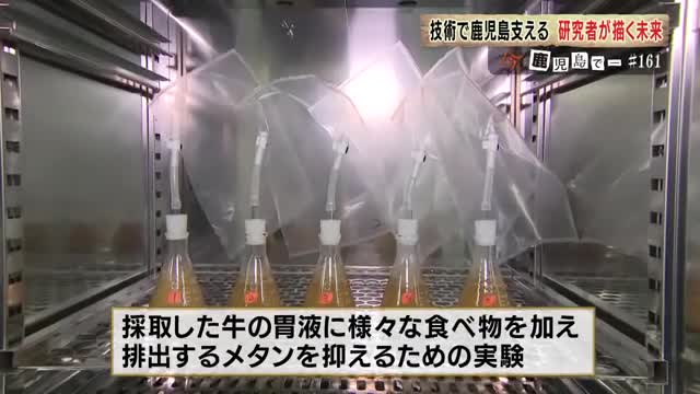 牛のゲップに含まれるメタンガスの発生を抑えるための実験中