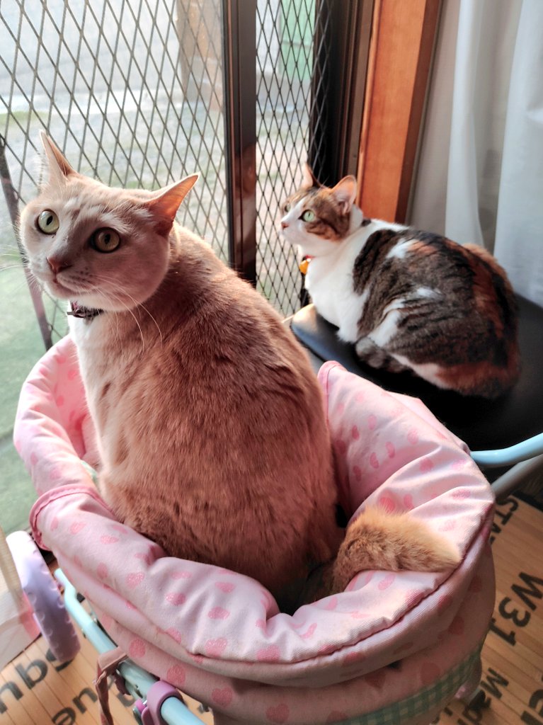 提供：nyaokoさん