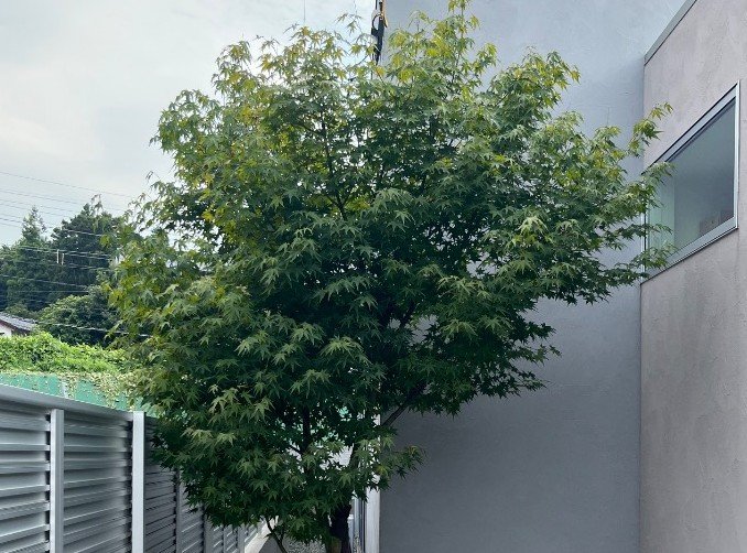 自宅の庭の木に突然の「来訪者」