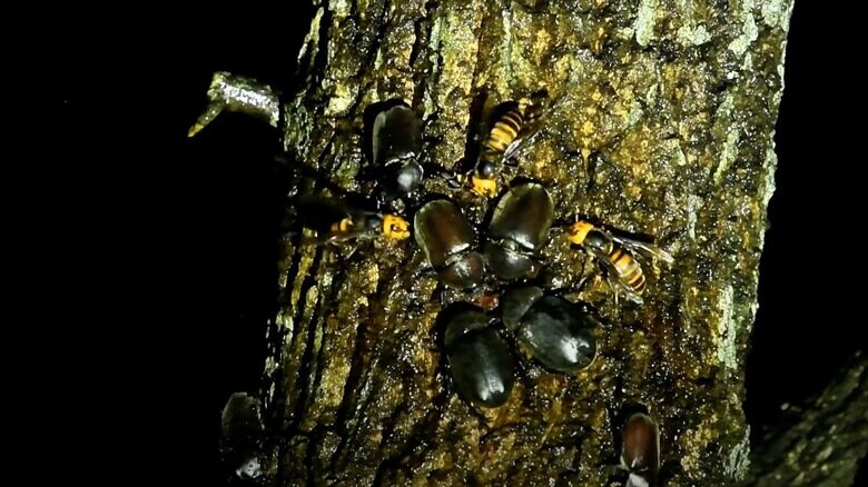 オオスズメバチに囲まれるカブトムシ（提供：小島講師）