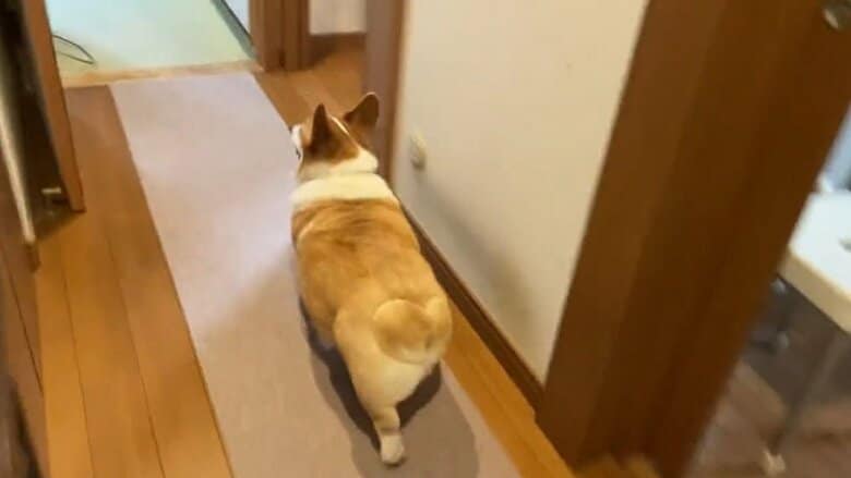 リビングに向かうはなちゃん