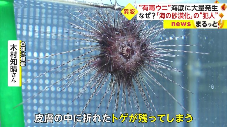 刺されると、トゲは必ずと言っていいほど折れてしまうという