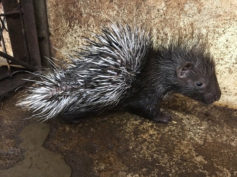 ヤマアラシの赤ちゃん