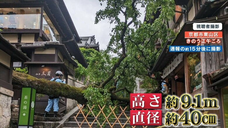 通報の15分後の倒木現場