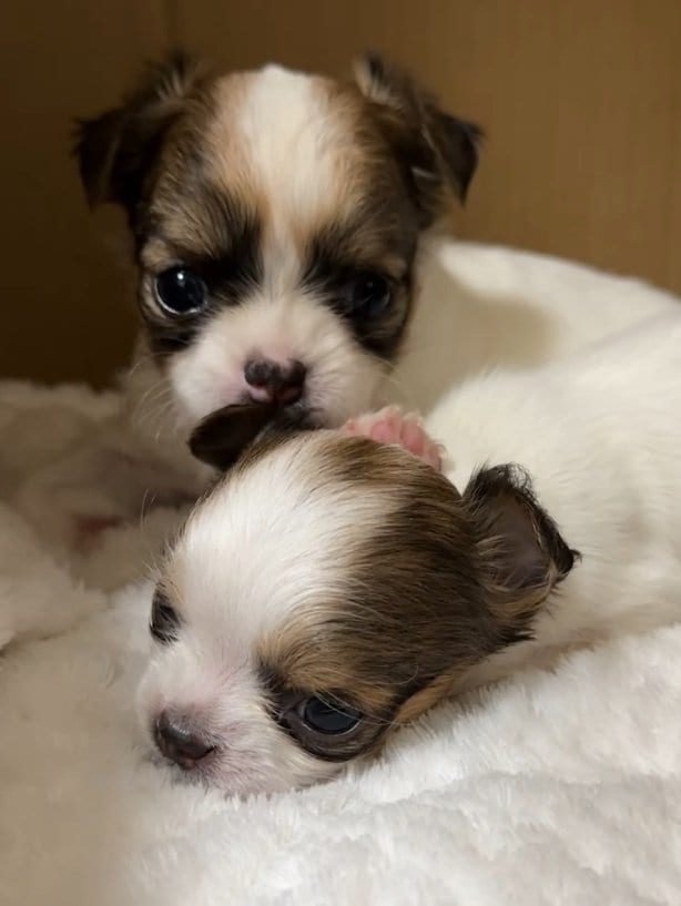 きょうだいのお耳を食べちゃう子犬ちゃん