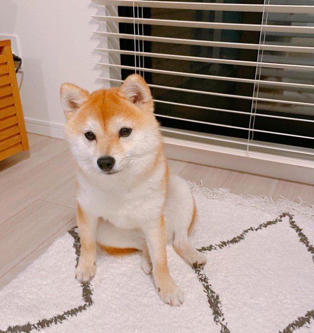 提供：豆柴ちくわ&がんもさん