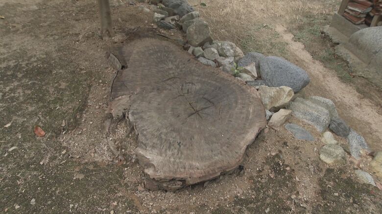 雉琴神社境内に残る切り株