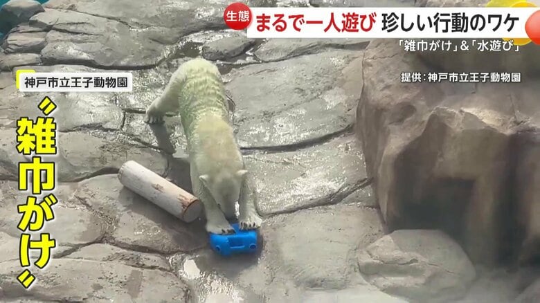 “雑巾がけ”のようにスイーッと進むホッキョクグマ（兵庫・神戸市の神戸市立王子動物園）