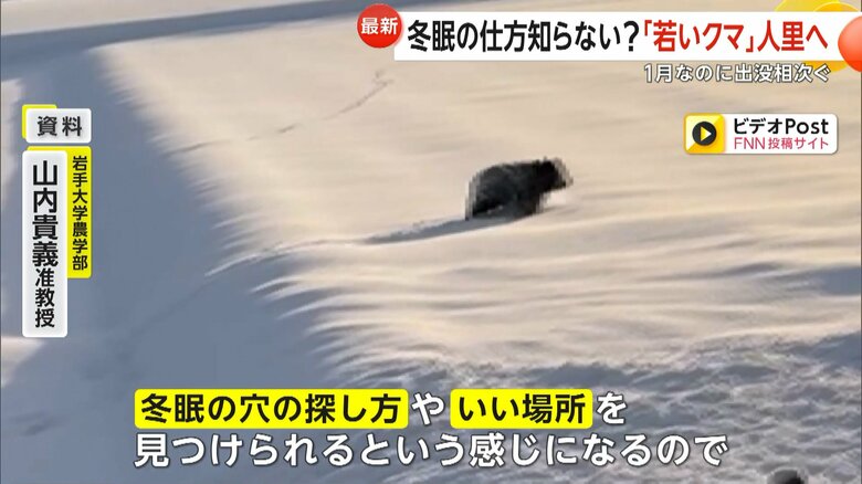 若いクマが人里に出てきている可能性があると指摘する岩手大学農学部・山内貴義准教授