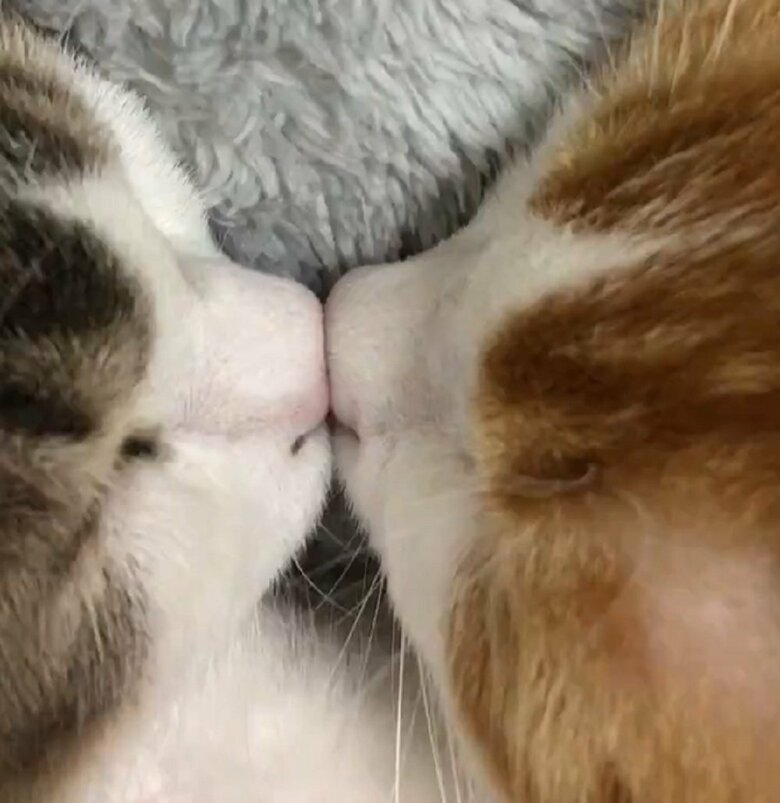 鼻がピッタリとくっついたまま熟睡していた