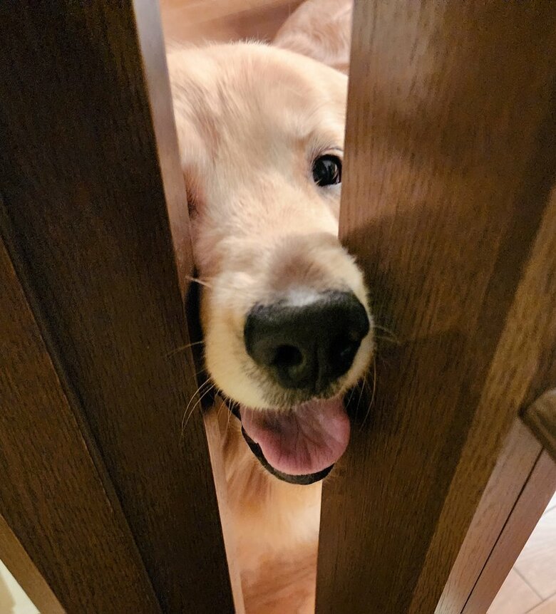 提供：Charlotte@ゴールデンレトリバーさん