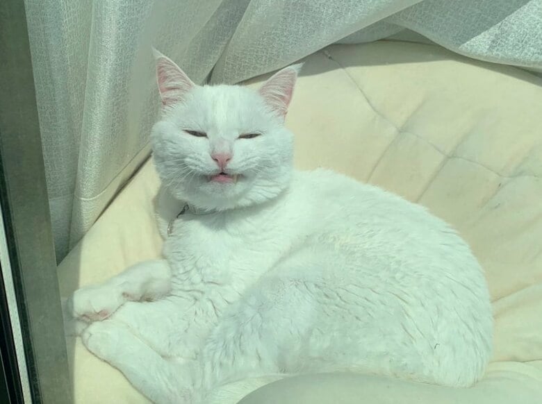 提供：@hakusama0906