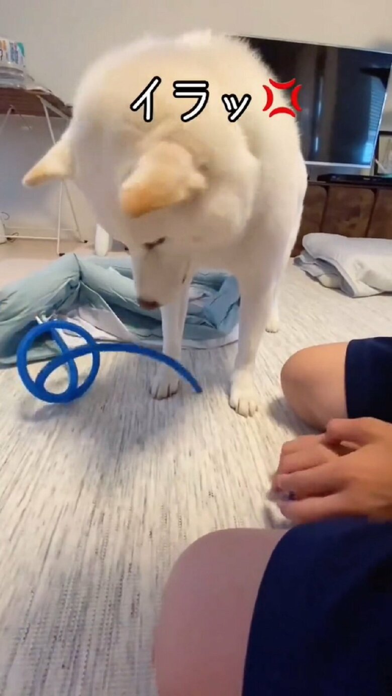 これにだい吉くんはイラッとして…