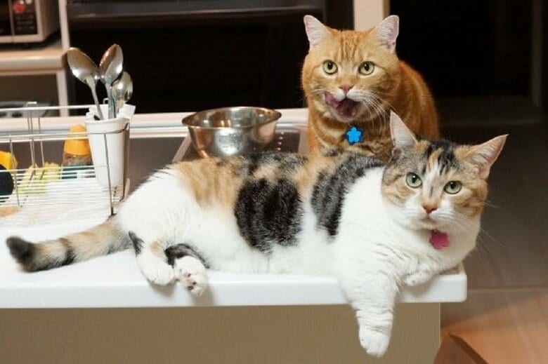 手前：はなちゃん　奥：ももくん